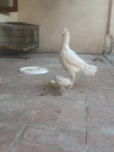 aseel hera female with 2 chicks