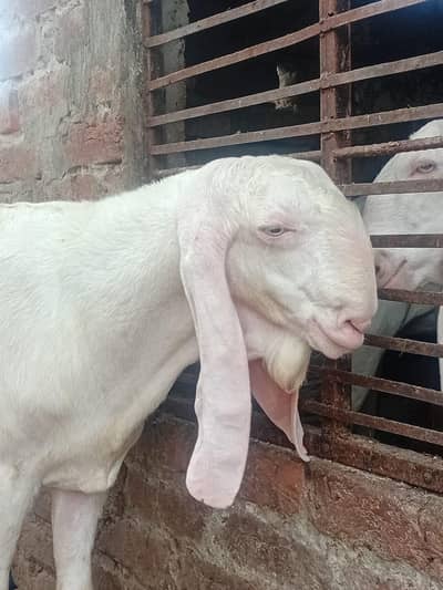 rajanpuri bakra