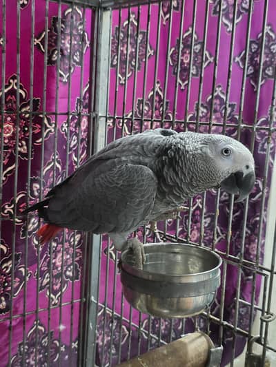 African grey parrot for sale