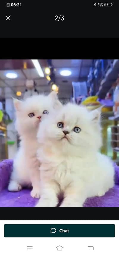 Persian cat for sale male or female my WhatsApp number03314372136