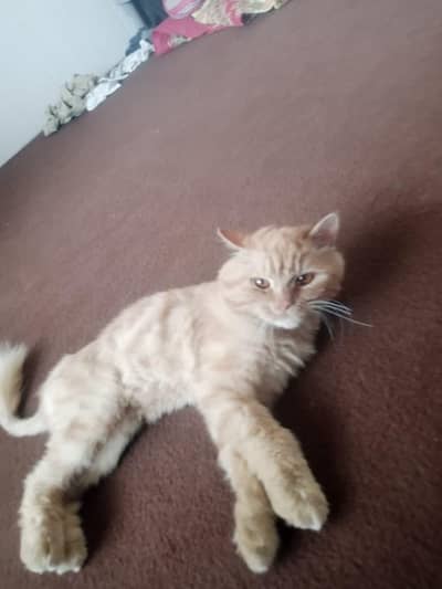 Persian cat argent sell 3 coat cat .