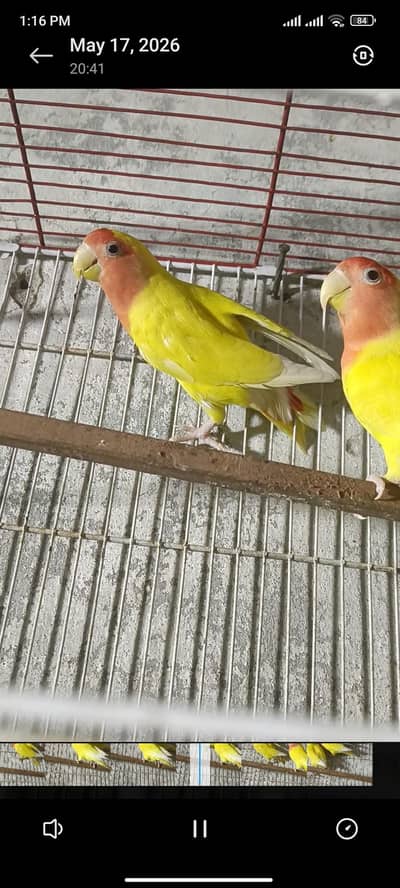 breeder pair available