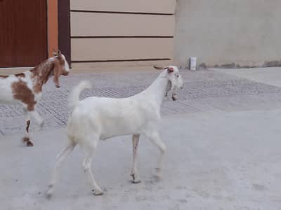 Gulabi Breeder 2 dant only wattsapp 03352562325