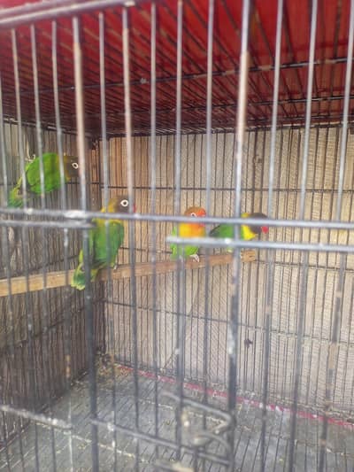 Yellow chest love birds