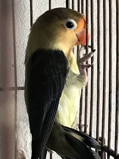 Love birds