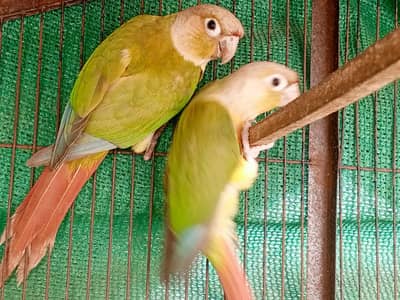 pineapple couron active pair