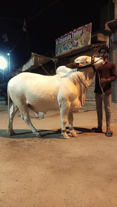 For sale WhatsApp number:03112043460