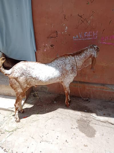 bakra