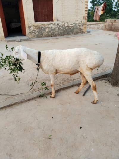 dumba for sale