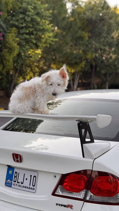 Poodle mix