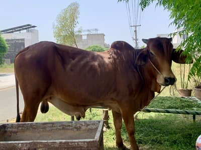 Waara For sale donda