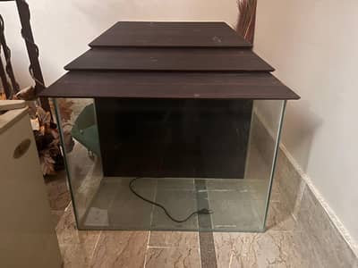 fish aquarium