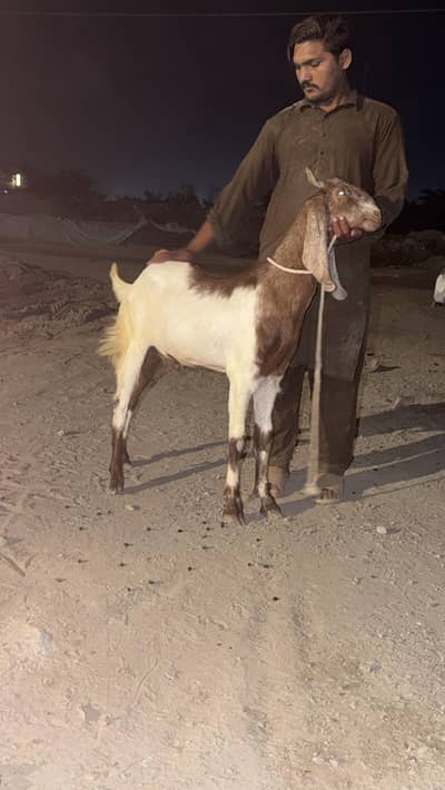 best for Qurbani 2k26 fully healthy and  active Bakray