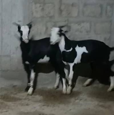 Qurbani k bakray
