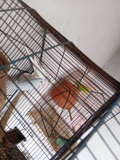 Australian breeder pair