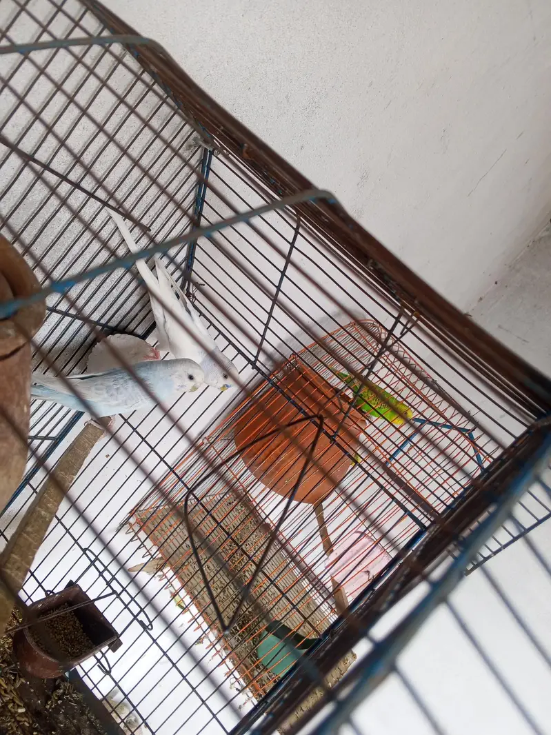 Australian breeder pair
