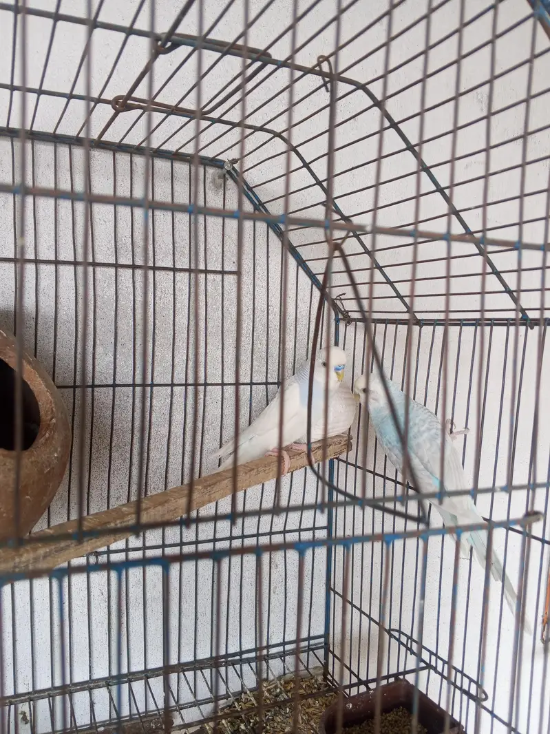 Australian breeder pair — photo 2