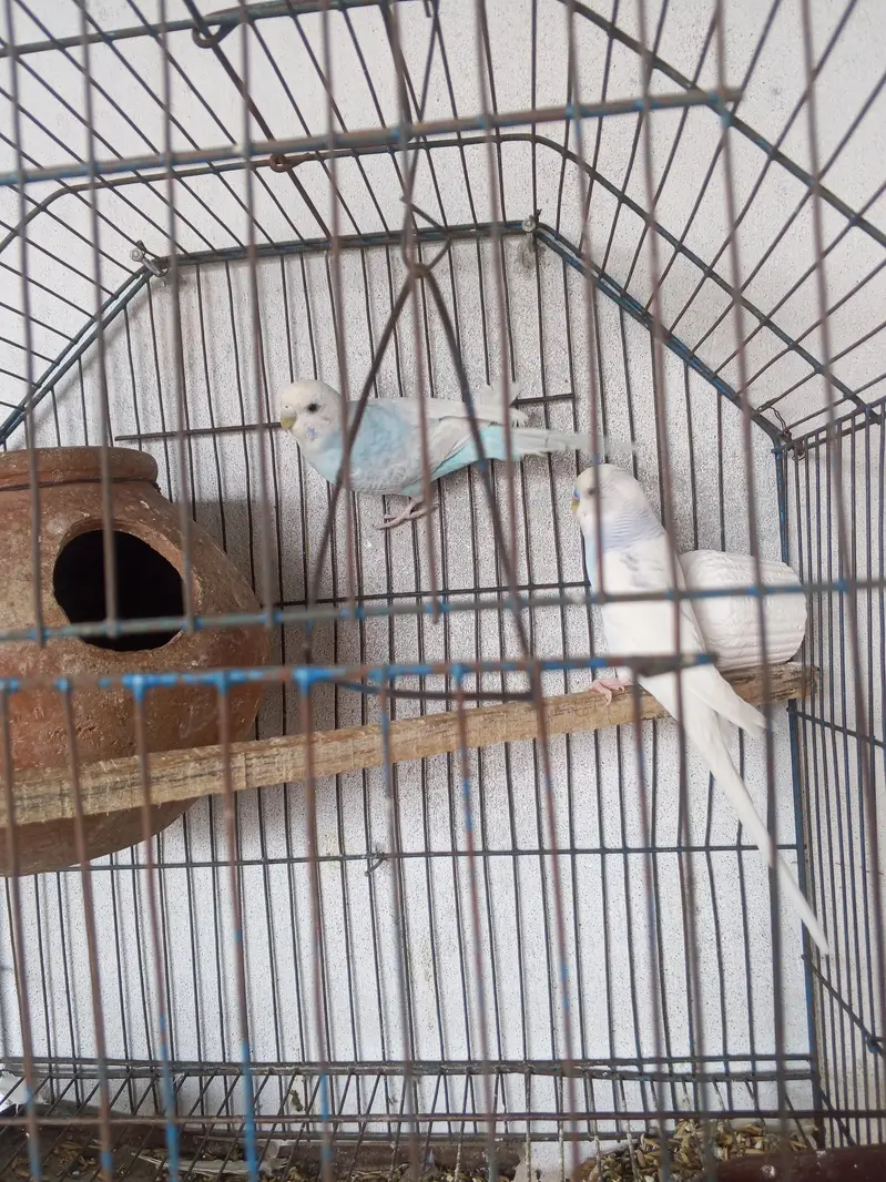Australian breeder pair — photo 3