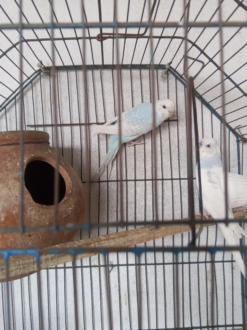 Australian breeder pair — photo 4