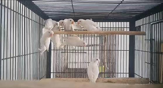 5 albino red eye 3 split