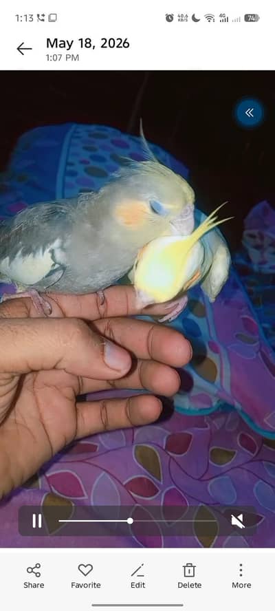 cocktail hand tame pair for sale location Faisalabad