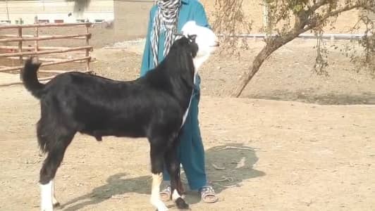 bakra for sale call me 03225280183