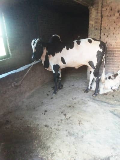 qurbani bhull