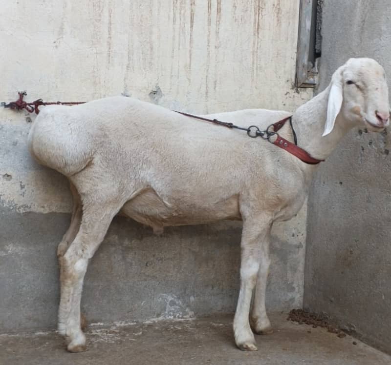 تین عدد کھیرے دنبے  عمر تقریباً 12 ماہ لوکیشن ۔ راولپنڈی/اسلام آباد  ڈ 3