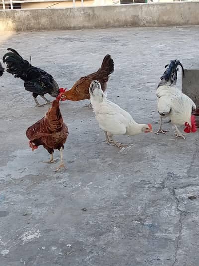 4 Anday Dene Wali Hens + 2 Healthy Roosters For Sale