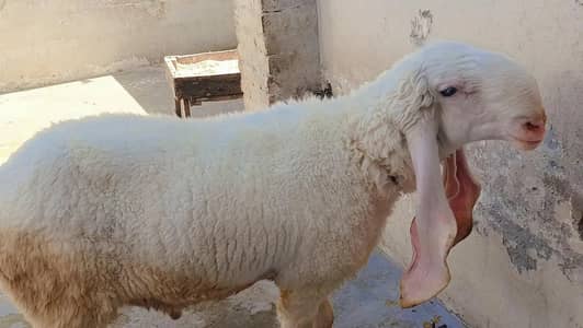 Pure Mundara Kajra for Sales/ Qurbani  Chattra for sales