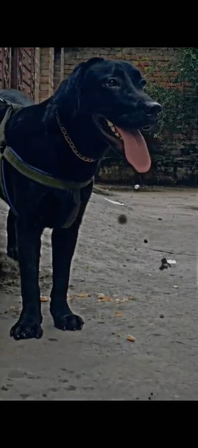 Labrador Female Black