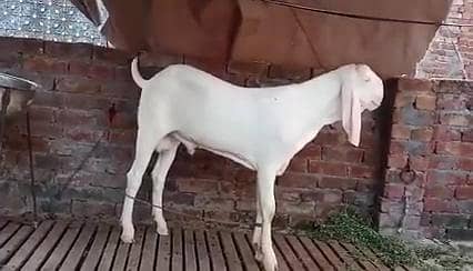 Qurbani ke liye Bakra for sale call _03274139425