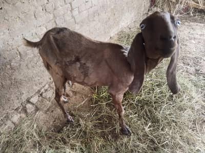 AK Bakri 2 lele For Sale Goats Bakra