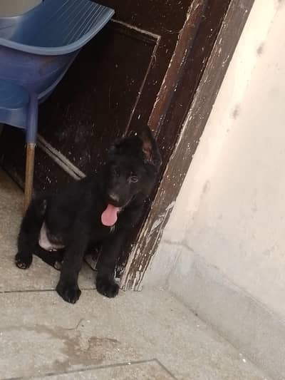German shepherd