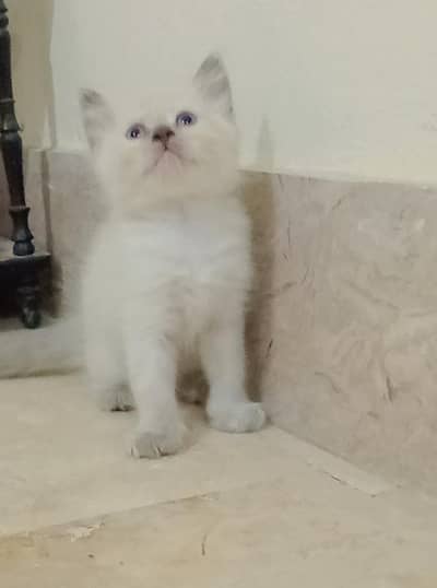 Persian 3 coated