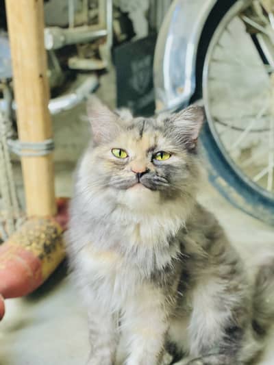 Persian cat fully trained and healthy
