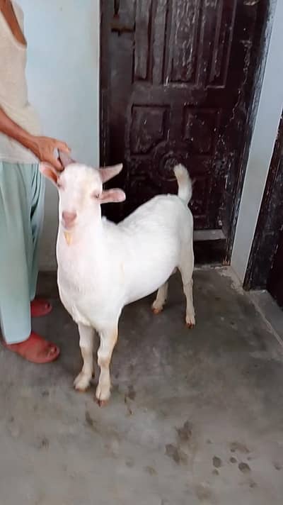 CODU TAPRA