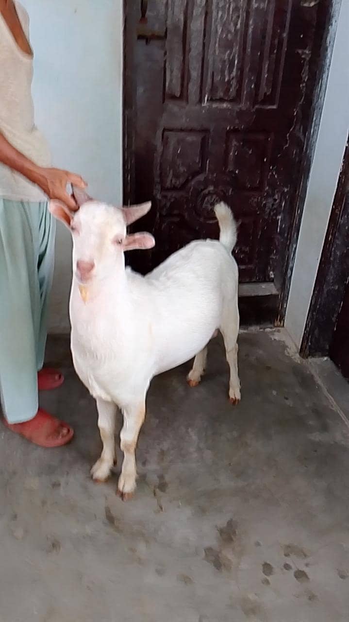 CODU TAPRA 0