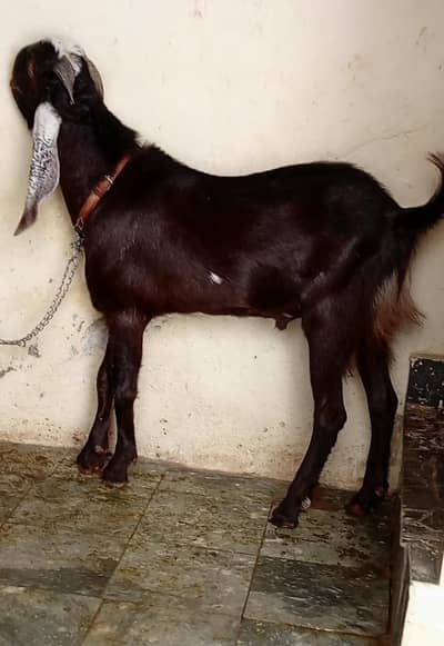 Bakra