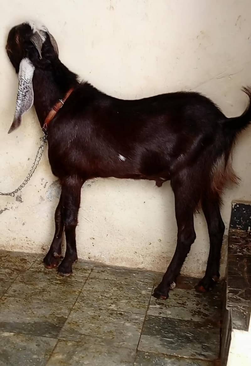 Bakra 0