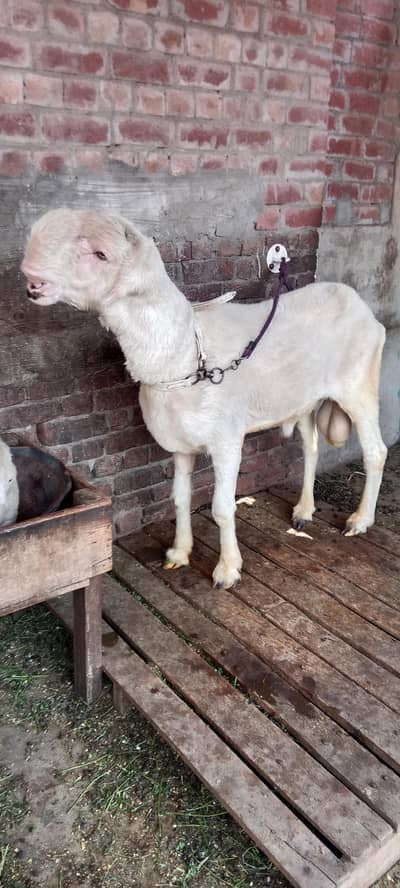Mundra chatra | bakra  | chatra | sheep