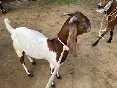 3 bakra available active