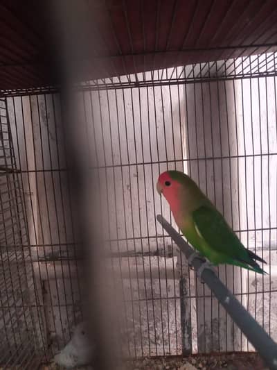 java finch and zebra finch