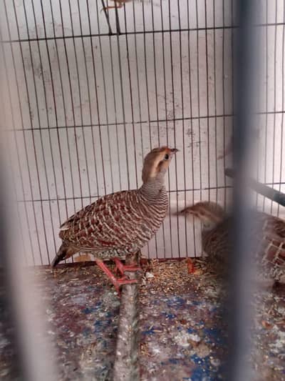 java finch and zebra finch