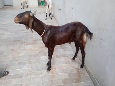 Qurbani Bakray For Sale – Ghar Ka Pala Hua