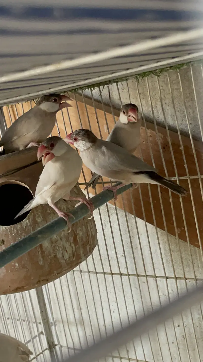 Opal Albino Fawn Silver Java Ready for First Breed — photo 3