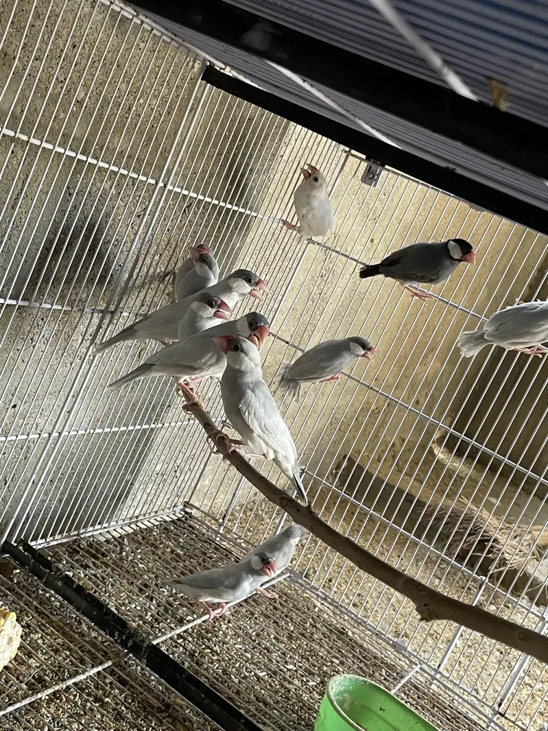 Opal Albino Fawn Silver Java Ready for First Breed — photo 4