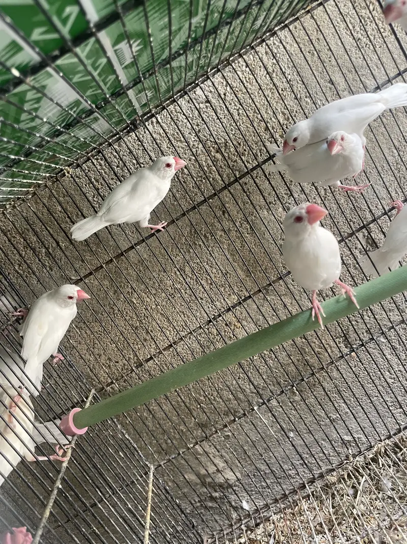 Opal Albino Fawn Silver Java Ready for First Breed — photo 5