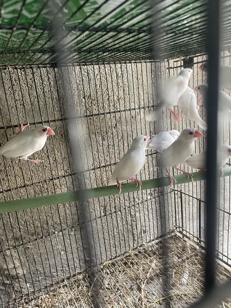 Opal Albino Fawn Silver Java Ready for First Breed — photo 6