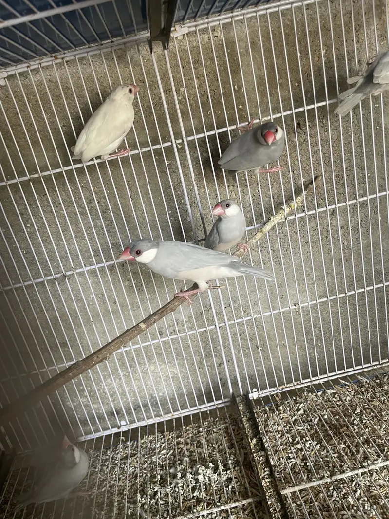 Opal Albino Fawn Silver Java Ready for First Breed — photo 7